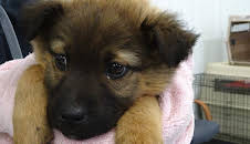 The Dog Who Won Jeff's Heart (S4 E3)