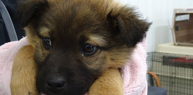 08:30: Dyrlegen i Rocky Mountain (S4 E3) (S4) | Animal Planet | 1/21 2026