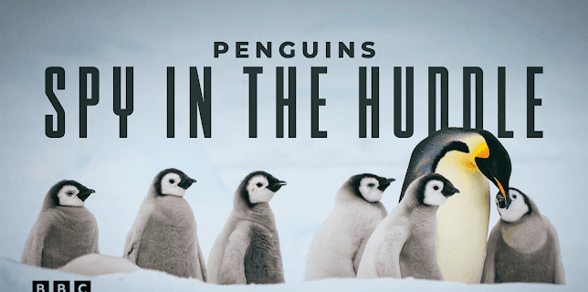 Penguins: Spy in the Huddle