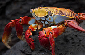 Deadly Islands:  Vulkanøen