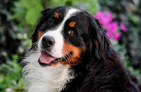 Breed All About It: Bernese Mountain Dog
