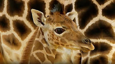 2:45 PM: Animal Park | BBC Two | 9/3 2026