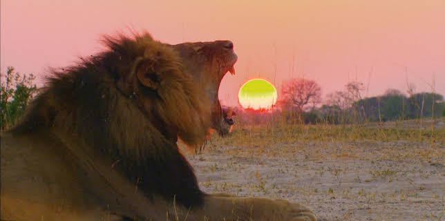 11:50: Abenteuer Wildnis | BR Fernsehen | 3/19 2026
