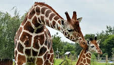 Seehund, Puma & Co. (119)