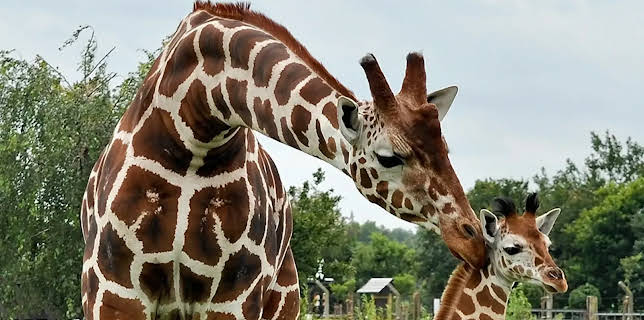 17:10: Seehund, Puma & Co. (119) | NDR Fernsehen | 3/12 2026