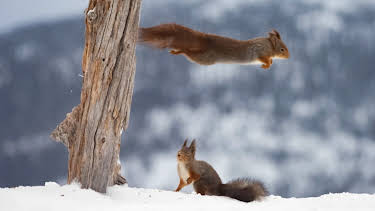 11:35: Fotobonden: Lynraske bøller | NRK 2 | 4/25 2026
