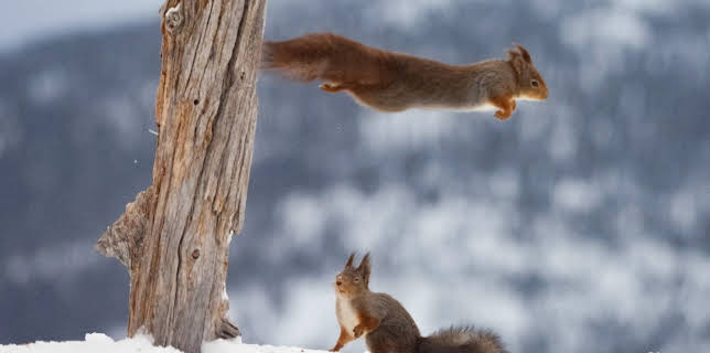 15:25: Fotobonden: Lynraske bøller | NRK 2 | 1/30 2026