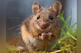 Zoology: Understanding the Animal World: Size, Structure, and Metabolism