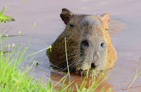 Mysterious Creatures With Forrest Galante, Season 1: The Anaconda's Lair