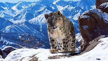 9:00 PM: Planet Earth II | BBC Four | 12/28 2025