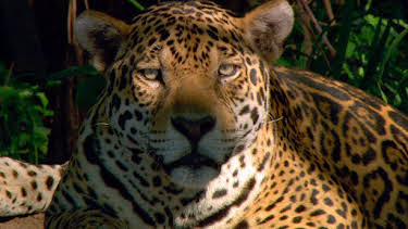 11:50: Abenteuer Wildnis | BR Fernsehen | 4/16 2026