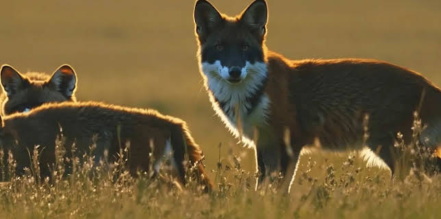 11:10: Verborgen im Eis: Geheimnisse aus der Vergangenheit | Kabel Eins Doku | 1/11 2026