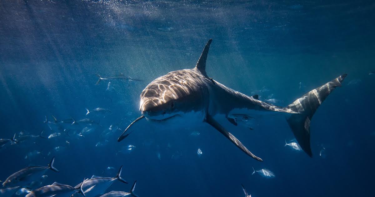 3/10 04:30 | I Was Prey: Shark Week på Animal Planet