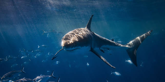 04:30: I Was Prey: Shark Week | Animal Planet | 11/28 2025