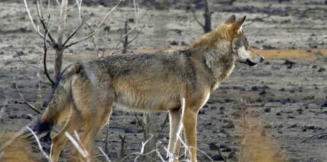 14:45: Unkraut | ARD Alpha | 2/19 2026