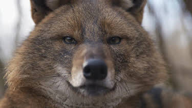 10:00 PM: Fàsach na h-Eòrpa/Europe’s Wilderness (S2) | BBC Alba | 4/11 2026