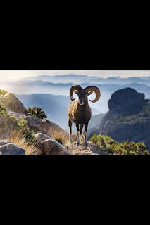 20:30: Wild hunting: Iberian Mouflon | Caza y Pesca | 2/15 2026