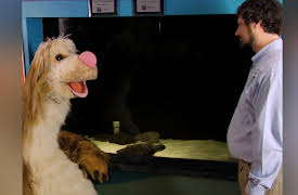 It's a Big Big World: On the Road, Season 1: At The Riverhead Foundation for Marine Research