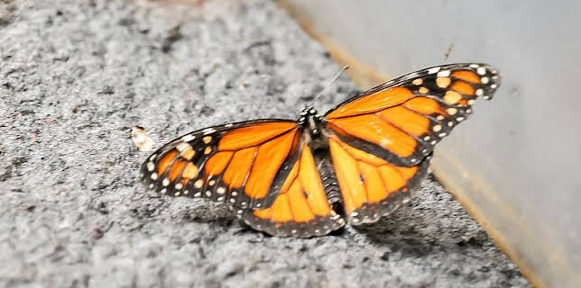 12:40 PM: Go Wild (S1) | Cbeebies | 12/6 2025