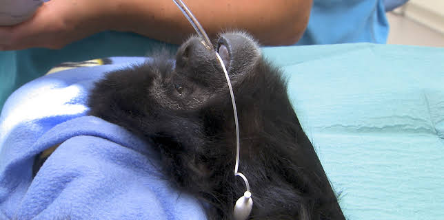 17:30: Dyrepasserne | TV 2 | 11/18 2025