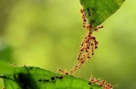 Animal DNA: Exploring the Colonies