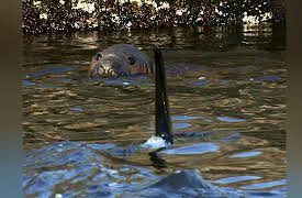 Mystery of the Lost Islands Season 1: Killer Whale Island