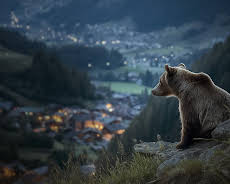 Gefährlich nah - Wenn Bären töten