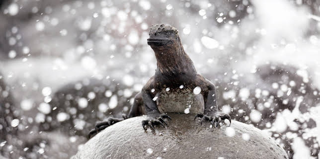 06:05: Galapagos (1/2) | 3SAT | 1/11 2026