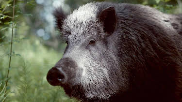 11:25: Wilde Welten | Arte | 11/26 2025