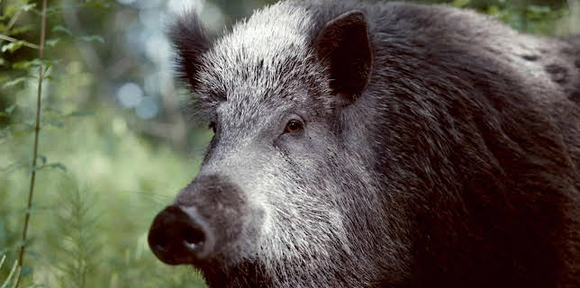 16:55: Wilde Welten | Arte | 11/3 2025