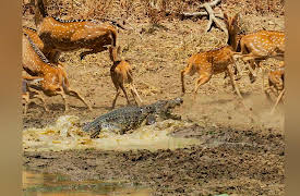 Island Of The Monsoon: Island Of The Monsoon