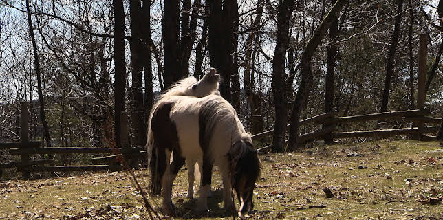 06:30: Dyrepasserne | TV 2 | 11/14 2025