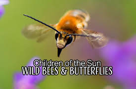 Children of the Sun - Wild Bees & Butterflies: Wild Bees