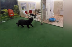 Meow Manor: Best Friends Fur-ever