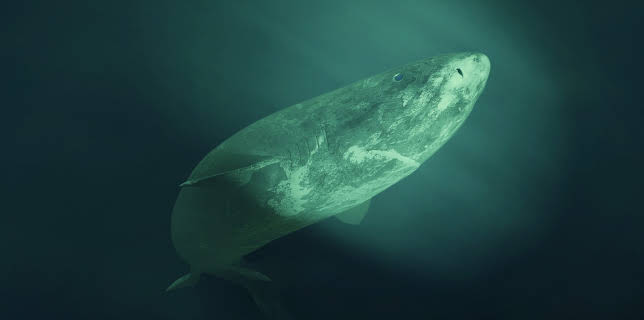 02:15: Nature's Strangest Mysteries: Solved (S1 E22) (S1) | Animal Planet | 1/3 2026