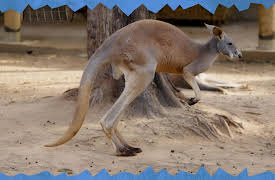 Awesome Animals and Mini Me: Season 1: Kangeroo