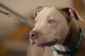 Terapia canina: Blue