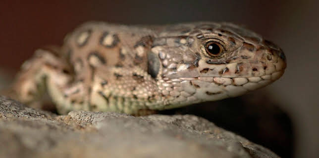 17:15: Erlebnis Erde: Räuber in Westfalen - Neues Leben in Panzerspuren | WDR Fernsehen | 3/1 2026