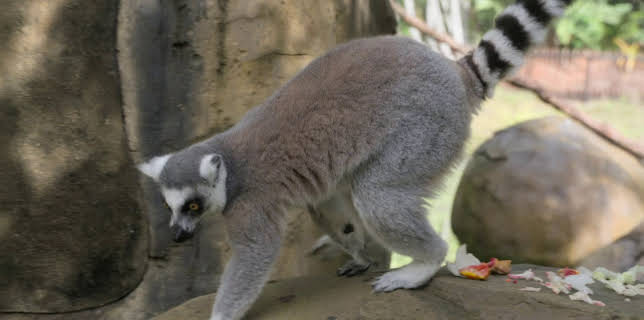 06:00: Crikey! It's the Irwins (S1 E5) (S1) | Animal Planet | 12/12 2025