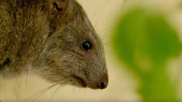 2:45 PM: Animal Park | BBC Two | 8/25 2026