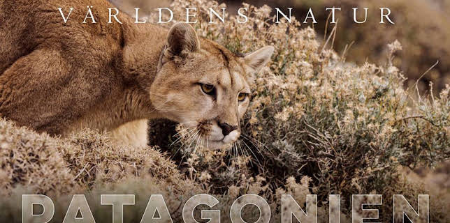 17:30: Världens natur: Patagonien | Kunskapskanalen | 12/13 2025