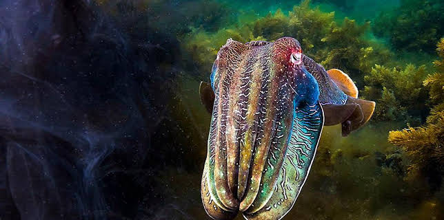 2:05 PM: Blue Planet II (S1) | BBC One | 11/23 2025