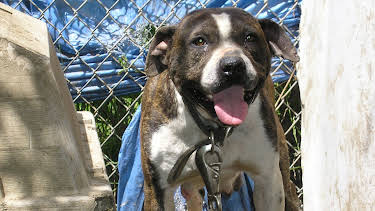 07:00: Animal Cops Miami (S16 E3) (S16) | Animal Planet | 2/1 2026