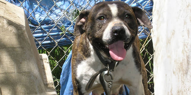 02:15: Animal Cops Miami (S16 E3) (S16) | Animal Planet | 11/29 2025