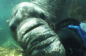 72 Dangerous Animals: Latin America: Are They For Real?