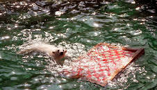 Seelöwe & Co. - tierisch beliebt