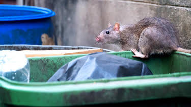 22:00: NDR Story - Was tun gegen Ratten? | NDR Fernsehen | 10/5 2026