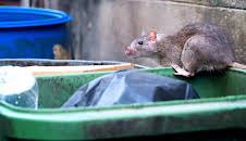 NDR Story - Was tun gegen Ratten?