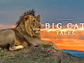 Big Cat Tales