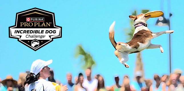 Incredible Dog Challenge S1